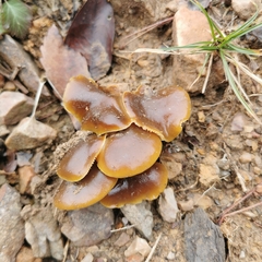 Flammulina filiformis