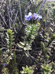 Lobostemon daltonii