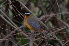 Cossypha heuglini heuglini