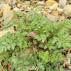 Corydalis edulis