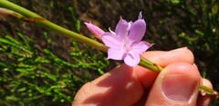 Watsonia marginata
