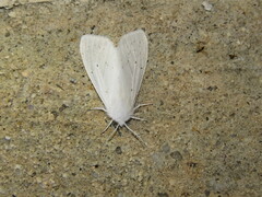 Spilosoma congrua