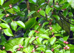 Chloropsis cyanopogon