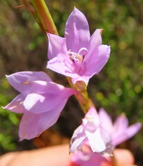 Watsonia marginata
