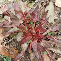 Rumex acetosa