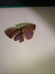 Eurybia molochina