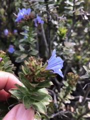 Lobostemon daltonii