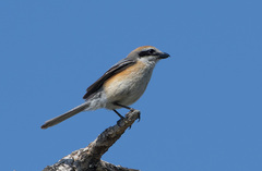 Lanius bucephalus