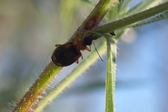 Lebia