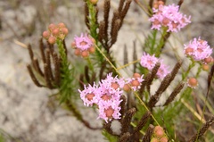Pseudoselago serrata