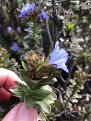 Lobostemon daltonii