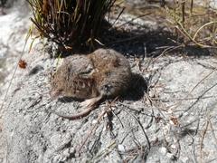 Myosorex varius