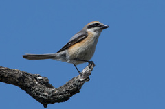 Lanius bucephalus