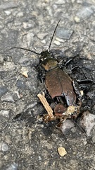 Carabus arrowianus arrowianus