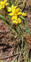 Sisyrinchium graminifolium