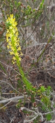 Microdon dubius