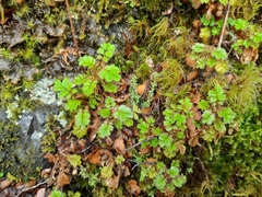 Acaena anserinifolia