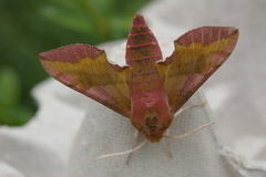 Deilephila porcellus