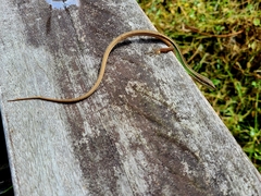 Takydromus viridipunctatus