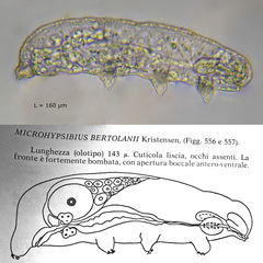 Microhypsibius