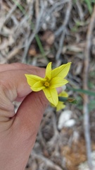 Moraea collina