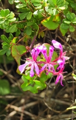Pelargonium peltatum