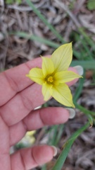 Moraea collina