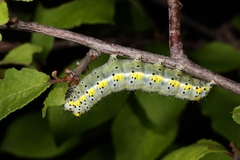 Diloba caeruleocephala