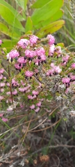 Erica spumosa