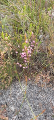 Erica spumosa