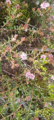 Diastella divaricata divaricata