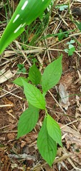 Comanthosphace japonica