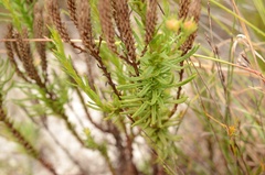 Pseudoselago serrata