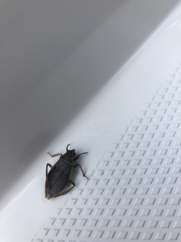 Belostoma flumineum