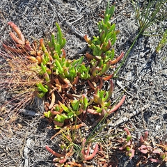 Carpobrotus edulis parviflorus