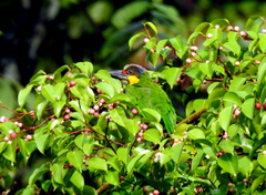 Psilopogon chrysopogon