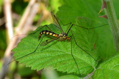 Nephrotoma flavipalpis