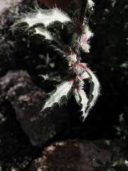 Forsskaolea angustifolia