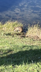 Myocastor coypus