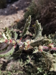 Forsskaolea angustifolia