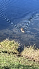 Myocastor coypus