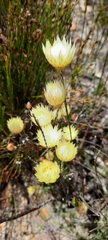 Edmondia