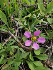 Fagonia cretica