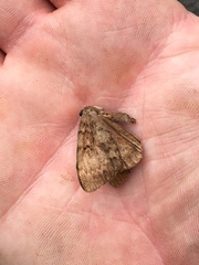 Lymantria dispar dispar