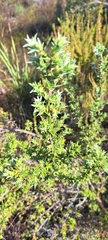 Cliffortia ruscifolia