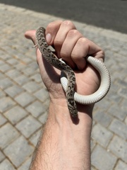 Dasypeltis scabra
