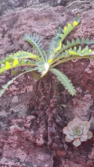 Sonchus hierrensis