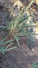 Adenocarpus viscosus