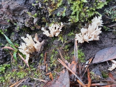 Clavulina coralloides