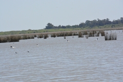 Cygnus melancoryphus